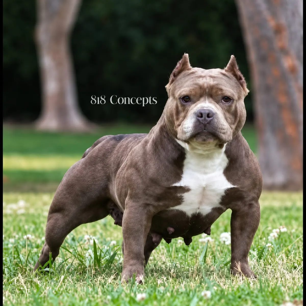 Fresnostatebullies Lil Candy (American Bully) | Pedigree | CrossPed